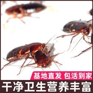 紅龍魚吃大麥蟲怎么改口
