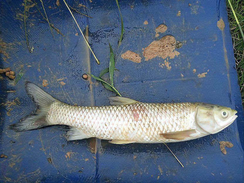 如何科學解釋魚死亡現象？