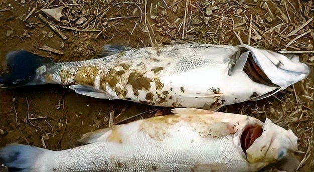 如何科學(xué)解釋魚死亡現(xiàn)象？