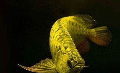 金龍魚的品種怎么分辨：如何分辨金龍魚品種