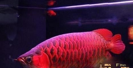 中國(guó)最貴的龍魚是什么魚品種：中國(guó)最貴的龍魚品種，曾有一條賣出500萬的高價(jià)