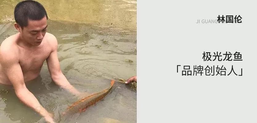 龍魚燈的選擇：如何根據龍魚品種選燈光