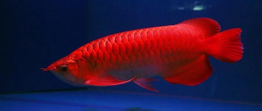 龍魚燈的選擇：如何根據龍魚品種選燈光