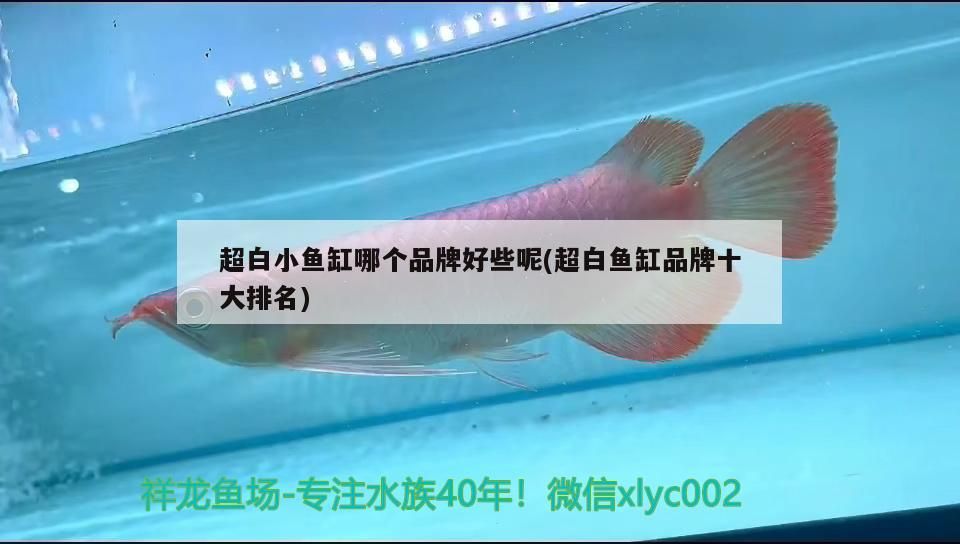 超白小魚缸哪個品牌好些呢(超白魚缸品牌十大排名)