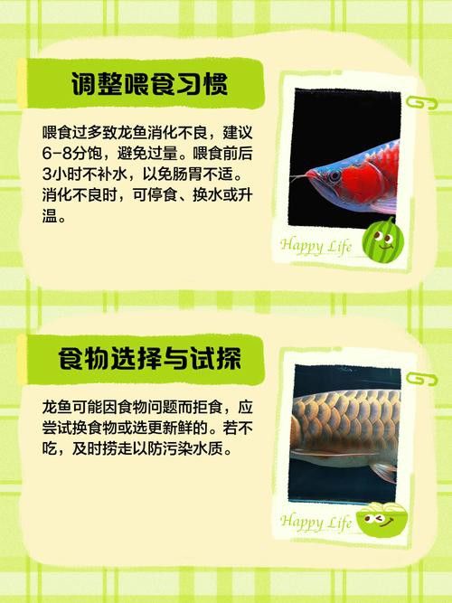 金龍魚不吃東西怎么辦？