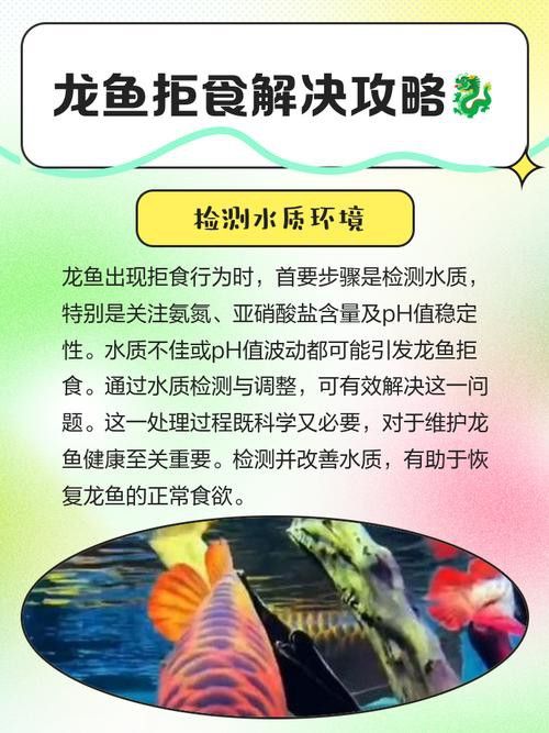 金龍魚不吃東西怎么辦？