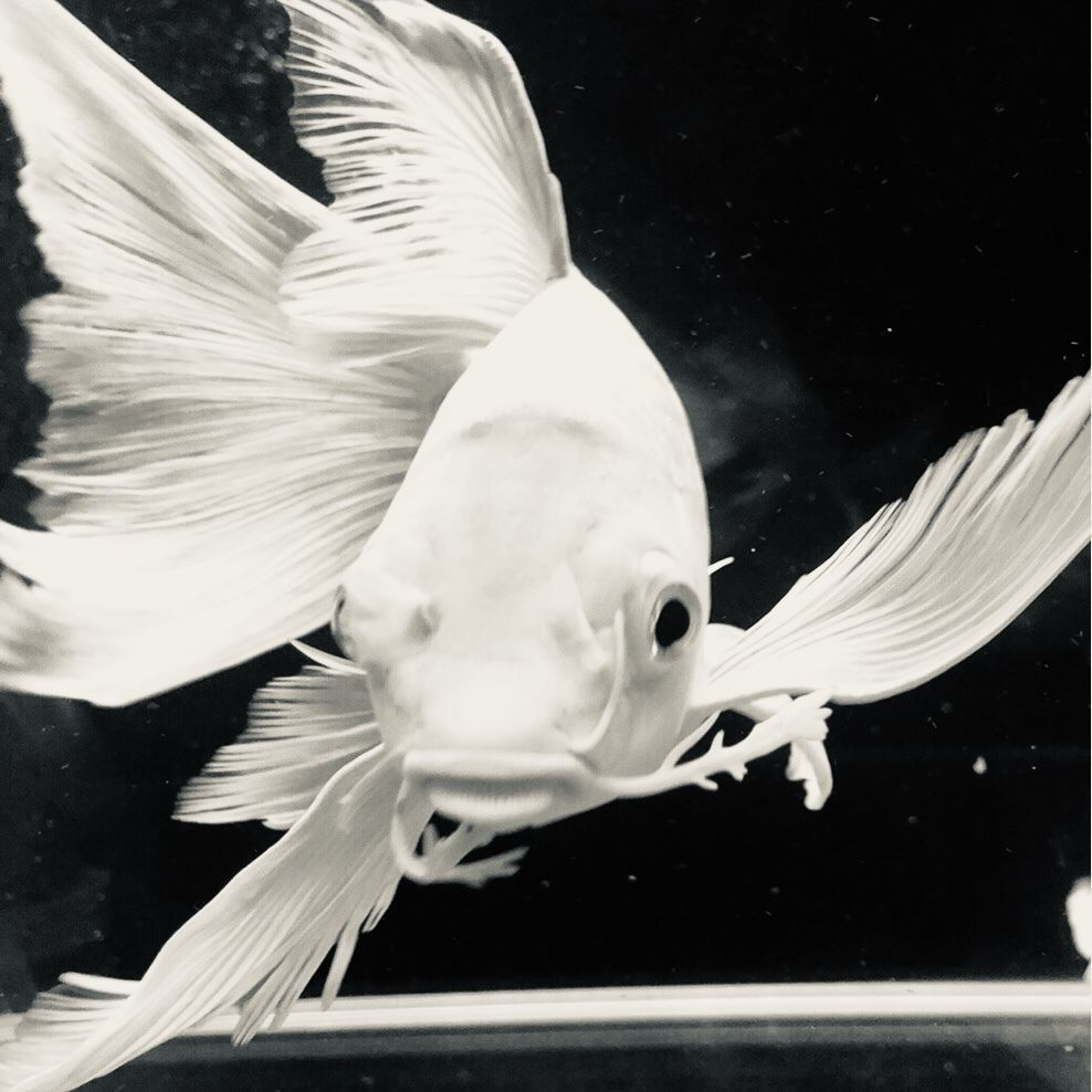 金魚炸鱗的原因