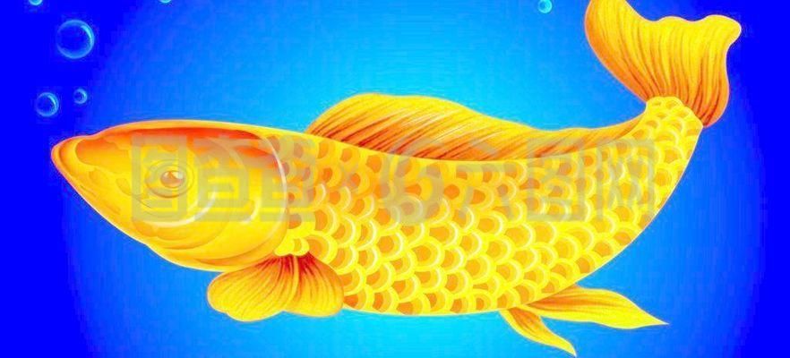關(guān)于金龍魚的成語(yǔ)（關(guān)于金龍魚的成語(yǔ)：金龍魚的寓意）