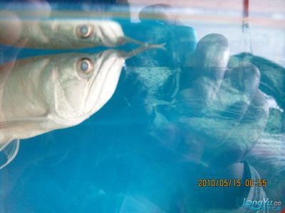 銀龍魚眼睛狀態異常的處理：如何處理銀龍魚眼睛狀態異常
