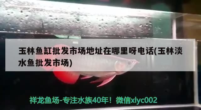 玉林魚缸批發市場地址在哪里呀電話(玉林淡水魚批發市場)