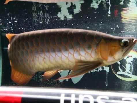 紅龍魚苗圖片大全欣賞