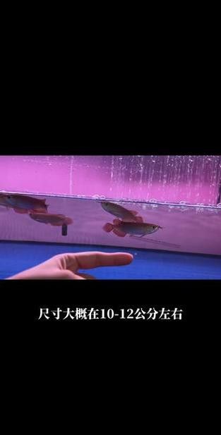 紅龍魚苗圖片大全欣賞