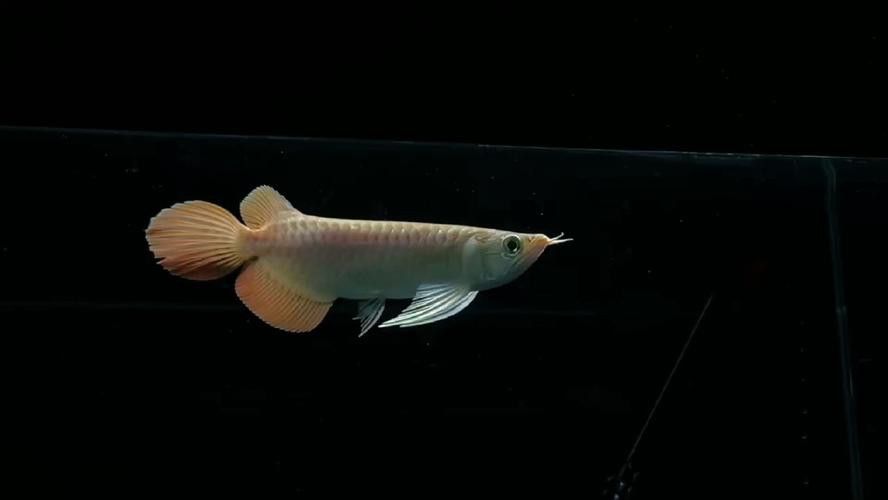 紅龍魚苗圖片大全欣賞
