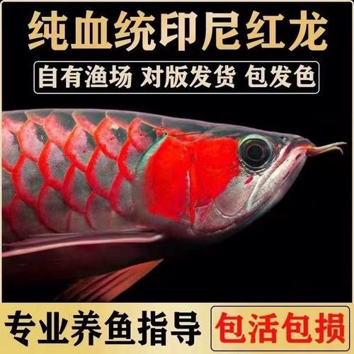紅龍魚苗圖片大全欣賞