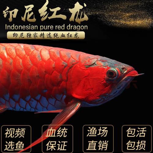 紅龍魚苗圖片大全欣賞