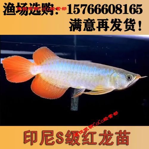 紅龍魚苗圖片大全欣賞