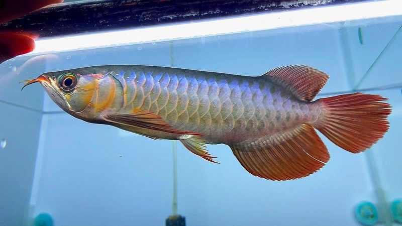 紅龍魚苗圖片大全欣賞