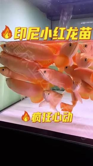 紅龍魚苗圖片大全欣賞