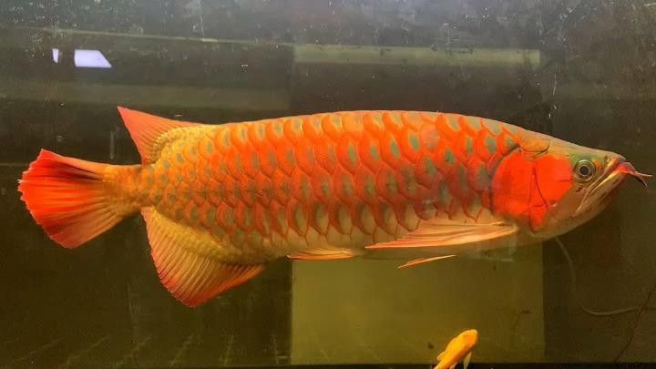 紅龍魚苗圖片大全欣賞