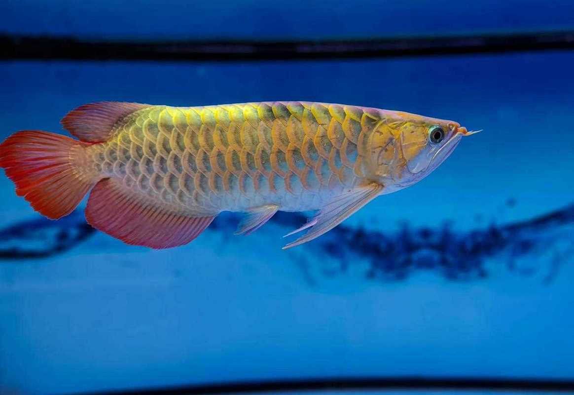 一米金龍魚多少錢一條圖片