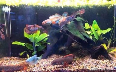 雷龍魚哪個好養，適合新手養殖的雷龍魚品種