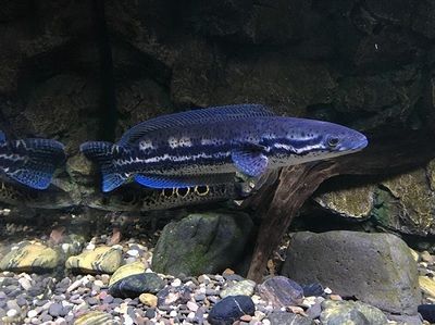 雷龍魚哪個好養，適合新手養殖的雷龍魚品種