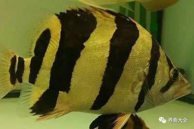 龍魚虎魚喂食活小草魚
