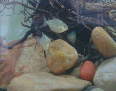 龍魚虎魚喂食活小草魚