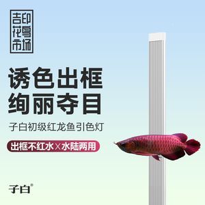 紅龍魚的魚缸燈晚上開著燈光對紅龍魚的生活習性和燈光的影響：紅龍魚燈光配置指南