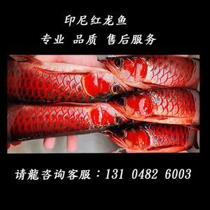 紅龍魚logo（關于紅龍魚logo的一些問題）