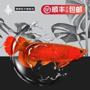 紅龍魚logo（關于紅龍魚logo的一些問題）