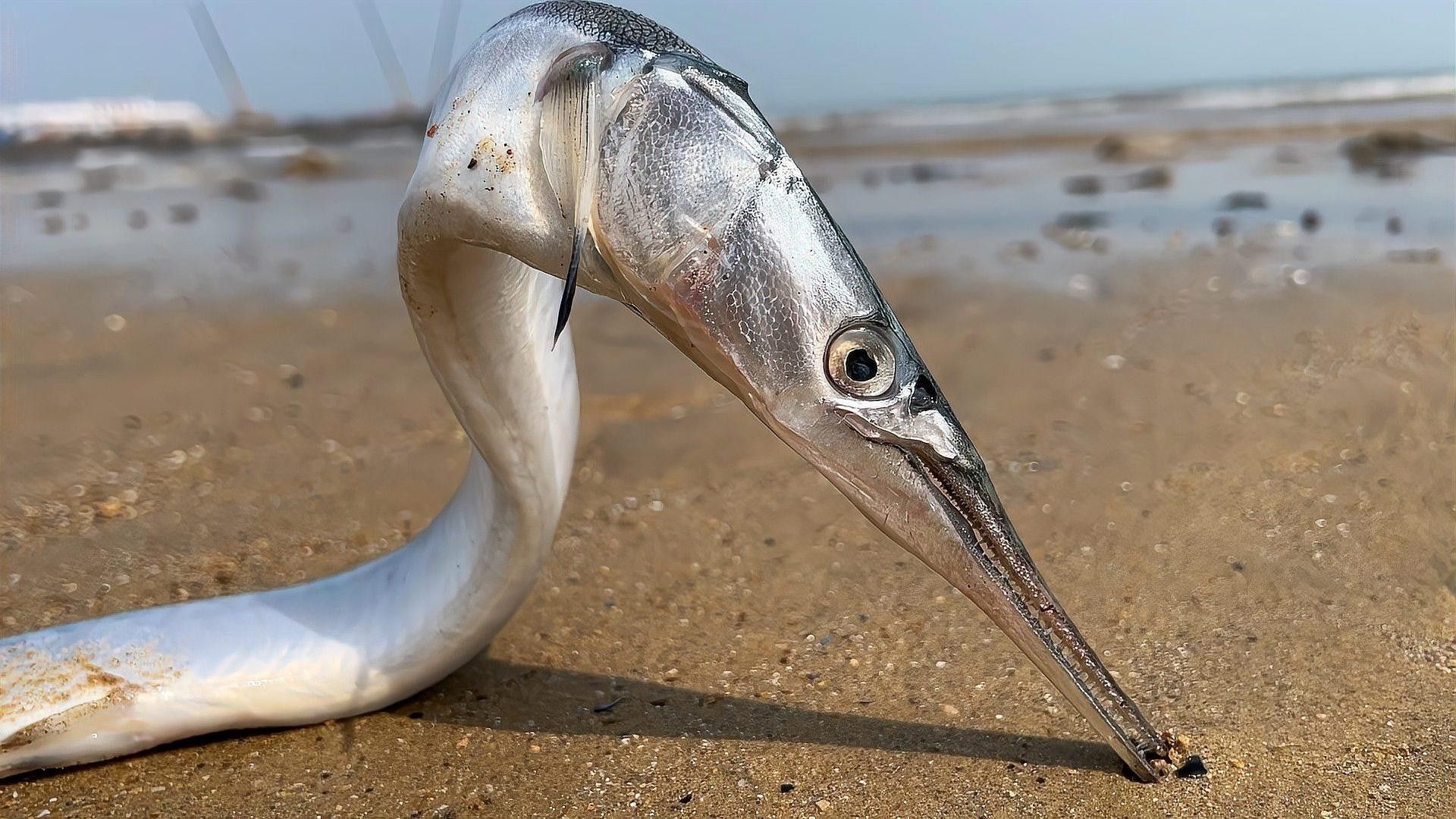 海龍魚有哪些副作用？
