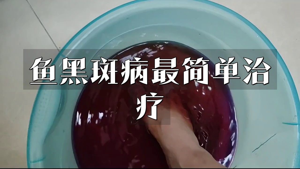 如何判斷龍魚背上黑霉是否痊愈？