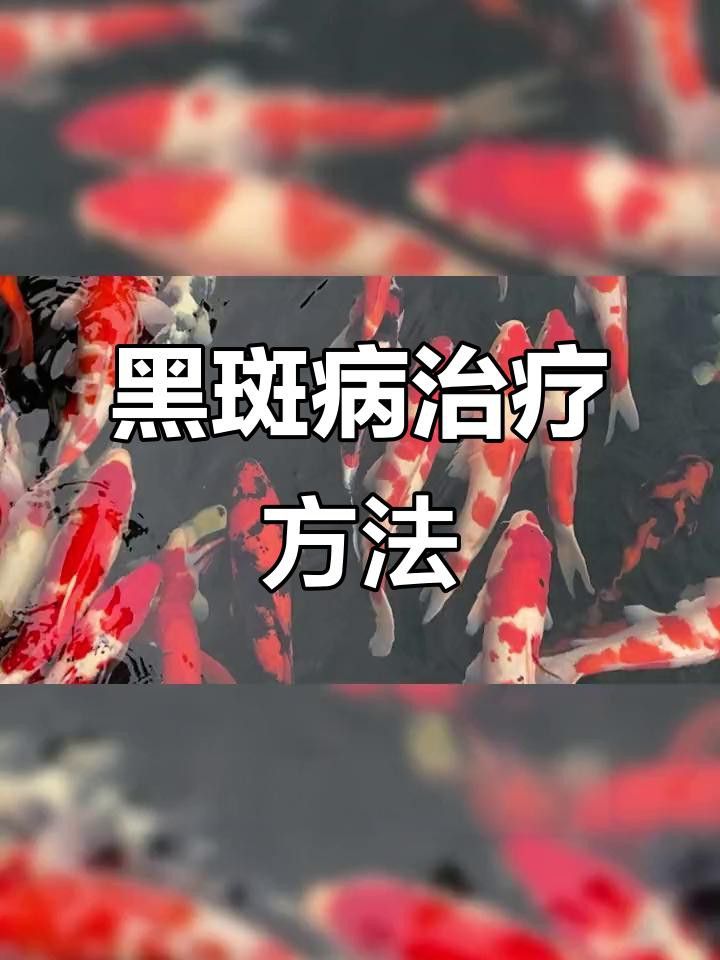 如何判斷龍魚背上黑霉是否痊愈？
