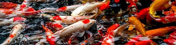 給我推薦幾家信譽良好的金龍魚養(yǎng)殖場