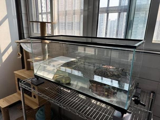 斑龍魚是什么魚圖片大全大圖