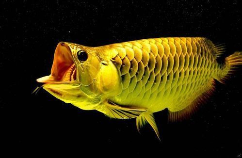 斑龍魚是什么魚圖片大全大圖