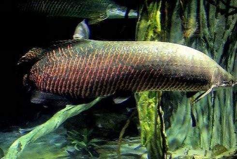 斑龍魚是什么魚圖片大全大圖