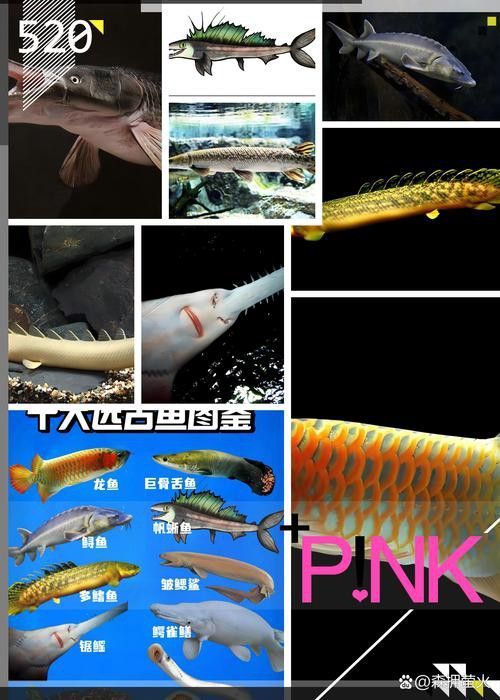 斑龍魚是什么魚圖片大全大圖