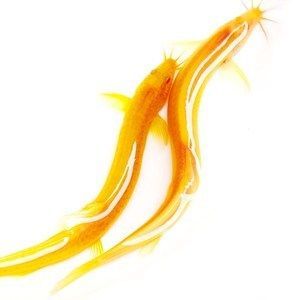 紅金龍魚可以吃嗎:紅金龍魚可以吃嗎,紅金龍魚的飼養(yǎng)方法 龍魚百科 第2張 紅金龍魚可以吃嗎:紅金龍魚可以吃嗎,紅金龍魚的飼養(yǎng)方法 紅金龍魚可以吃嗎:紅金龍魚可以吃嗎,紅金龍魚的飼養(yǎng)方法 龍魚百科 第2張