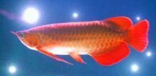 紅金龍魚可以吃嗎：紅金龍魚可以吃嗎，紅金龍魚的飼養(yǎng)方法 紅金龍魚可以吃嗎：紅金龍魚可以吃嗎，紅金龍魚的飼養(yǎng)方法 龍魚百科 第3張