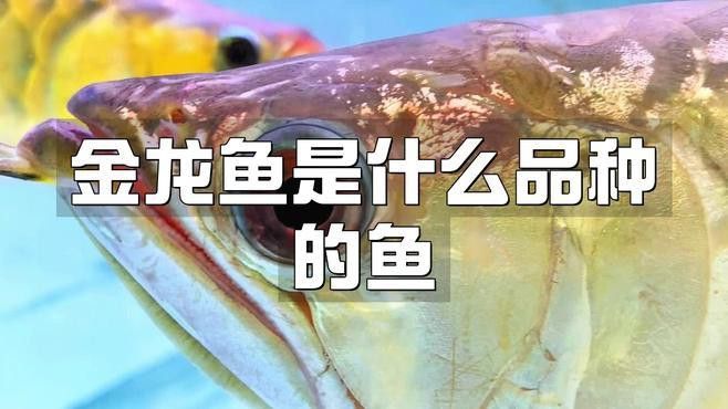 金龍魚是什么東西
