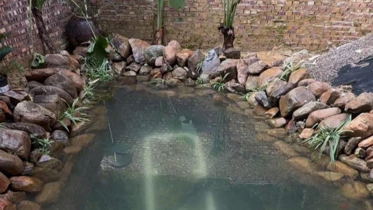 如何為曼龍魚設置人工洞穴？