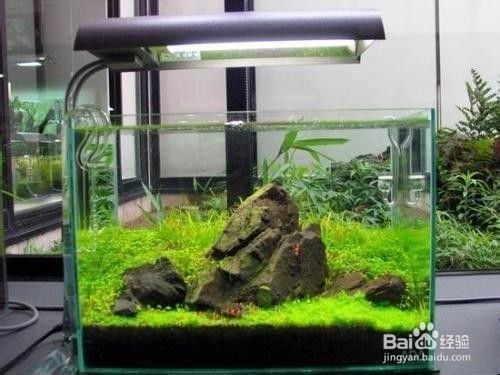 家里魚缸養魚發朋友圈說說圖片（養魚心得分享魚缸清潔技巧）