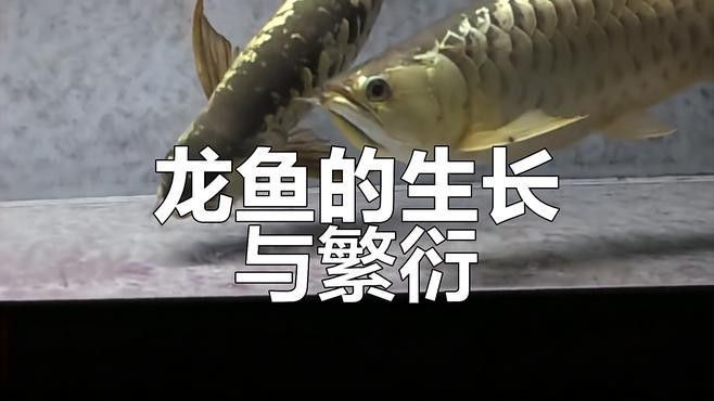 龍魚的孵化繁殖過程