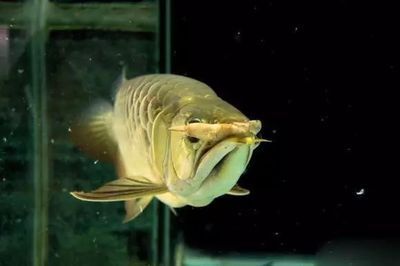 龍魚吃蝦干吃進去又吐出來正常嗎：龍魚吃蝦干吃進去又吐出來正常嗎？