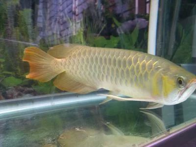 龍魚的顏色變淺了是生病了嗎怎么治：龍魚的顏色變淺了是生病了嗎