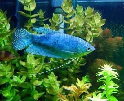 黃龍藍龍魚能長多大：藍龍魚和黃龍魚都有一定的生長潛力，但飼養(yǎng)者應注意以下幾點