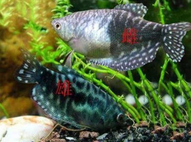 黃龍藍龍魚能長多大：藍龍魚和黃龍魚都有一定的生長潛力，但飼養(yǎng)者應注意以下幾點