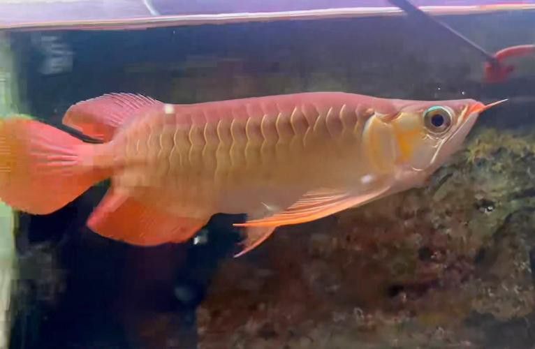 福龍魚多少錢一條圖片
